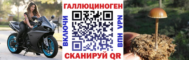 Галлюциногенные грибы Psilocybe  KRAKEN зеркало  Сосновка 